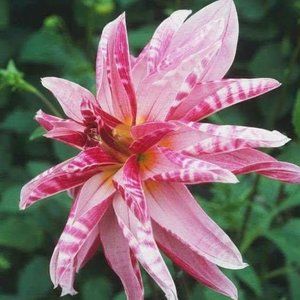 Meet your Posher, Jackie